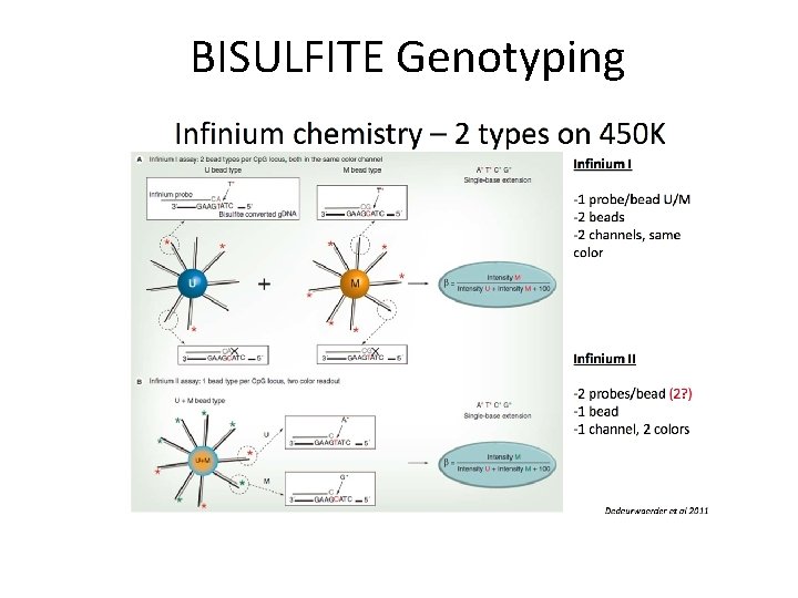 BISULFITE Genotyping 
