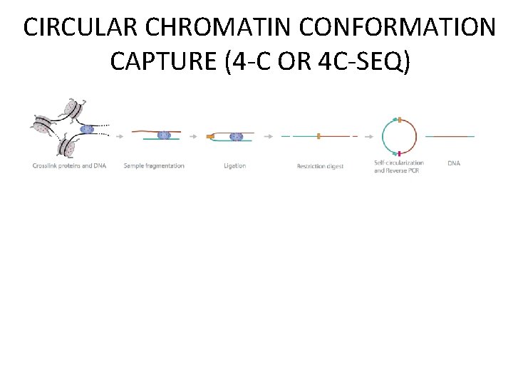 CIRCULAR CHROMATIN CONFORMATION CAPTURE (4 -C OR 4 C-SEQ) 
