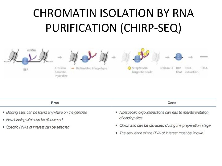 CHROMATIN ISOLATION BY RNA PURIFICATION (CHIRP-SEQ) 