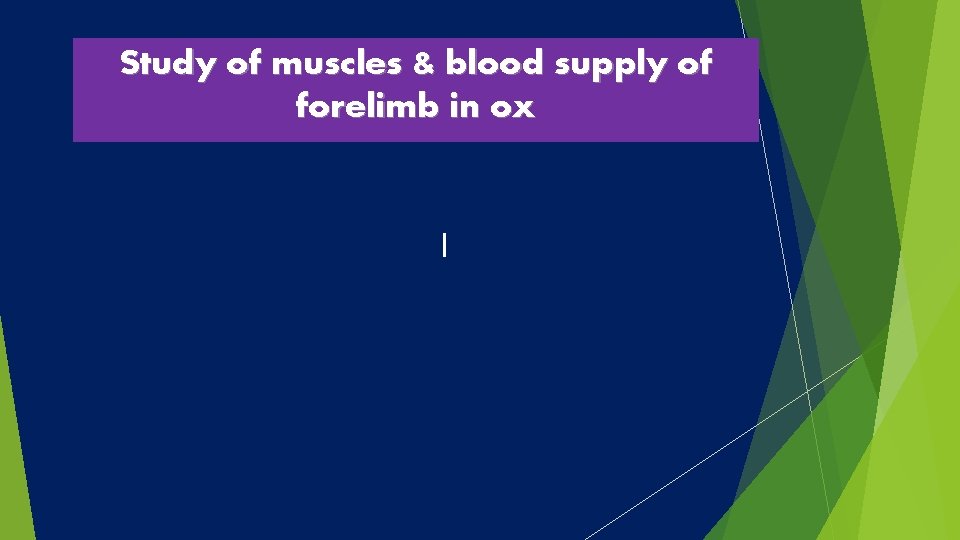 Study of muscles & blood supply of forelimb in ox 