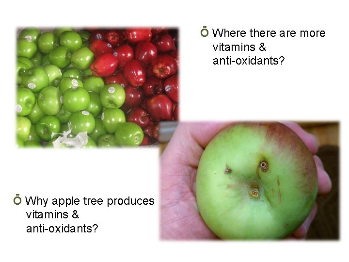 Ō Where there are more vitamins & anti-oxidants? Ō Why apple tree produces vitamins