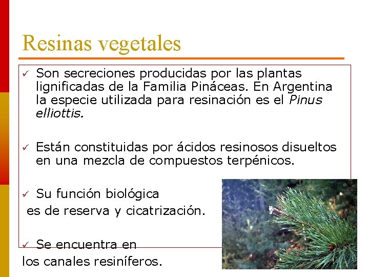 Resinas vegetales Son secreciones producidas por las plantas lignificadas de la Familia Pináceas. En