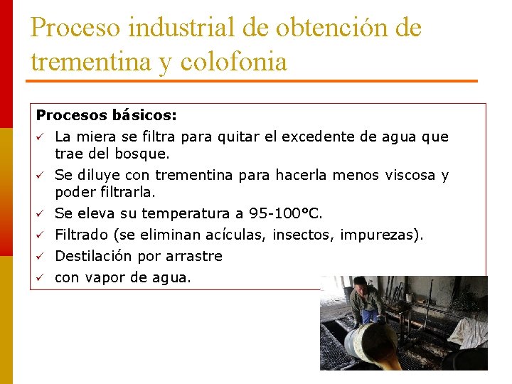 Proceso industrial de obtención de trementina y colofonia Procesos básicos: La miera se filtra