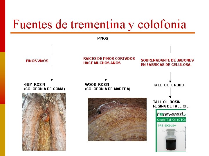 Fuentes de trementina y colofonia PINOS VIVOS GUM ROSIN (COLOFONIA DE GOMA) RAICES DE