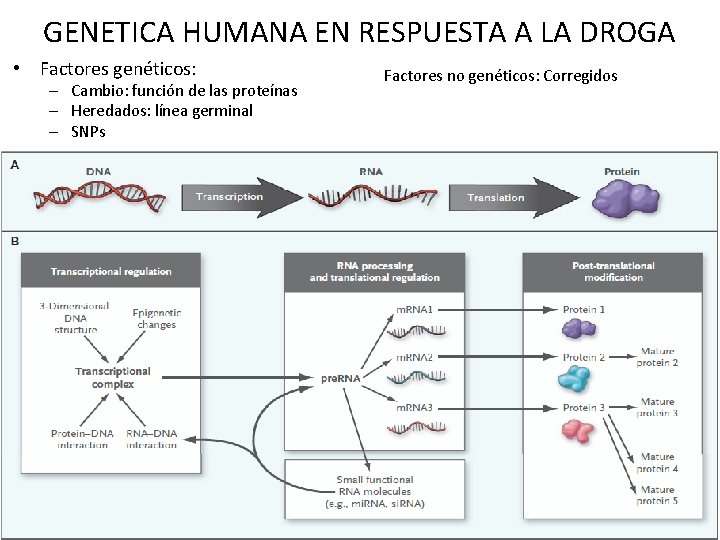 GENETICA HUMANA EN RESPUESTA A LA DROGA • Factores genéticos: – Cambio: función de GENETICA HUMANA EN RESPUESTA A LA DROGA • Factores genéticos: – Cambio: función de
