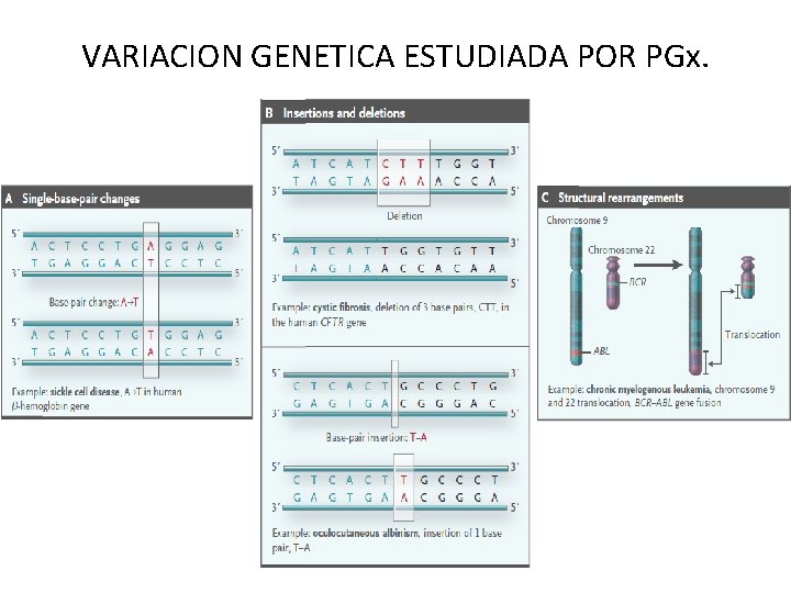 VARIACION GENETICA ESTUDIADA POR PGx. VARIACION GENETICA ESTUDIADA POR PGx.