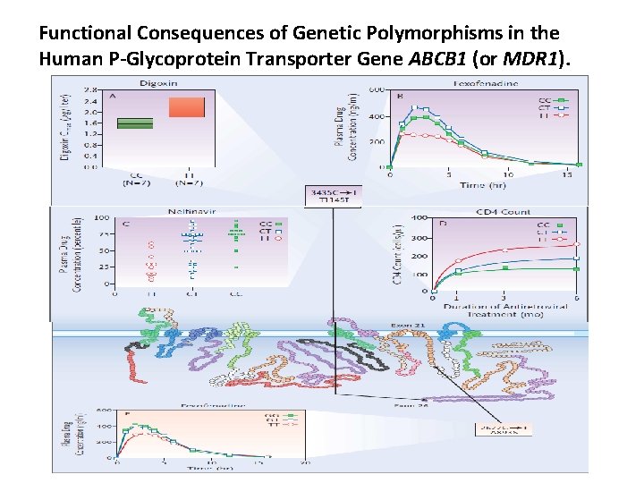 Functional Consequences of Genetic Polymorphisms in the Human P-Glycoprotein Transporter Gene ABCB 1 (or Functional Consequences of Genetic Polymorphisms in the Human P-Glycoprotein Transporter Gene ABCB 1 (or