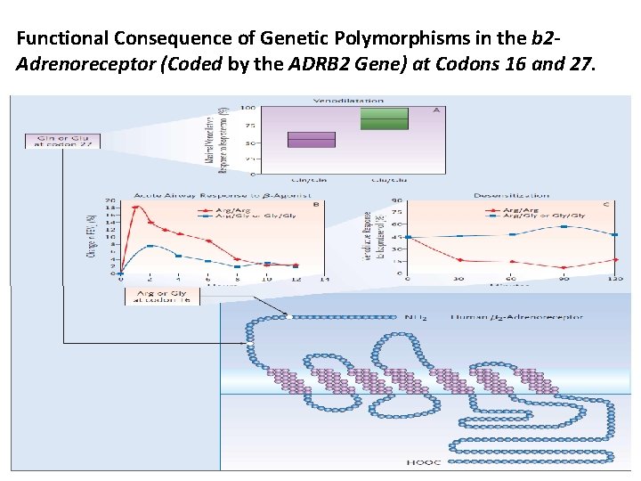 Functional Consequence of Genetic Polymorphisms in the b 2 Adrenoreceptor (Coded by the ADRB Functional Consequence of Genetic Polymorphisms in the b 2 Adrenoreceptor (Coded by the ADRB