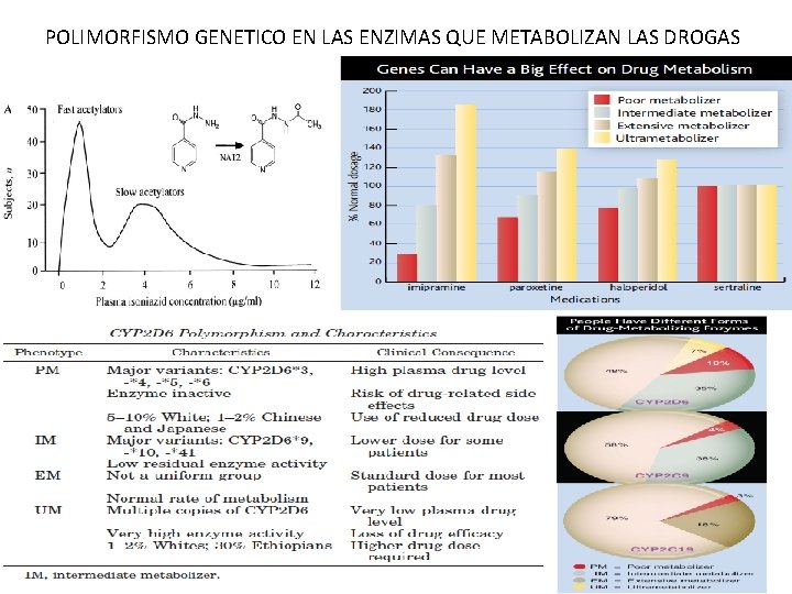POLIMORFISMO GENETICO EN LAS ENZIMAS QUE METABOLIZAN LAS DROGAS POLIMORFISMO GENETICO EN LAS ENZIMAS QUE METABOLIZAN LAS DROGAS