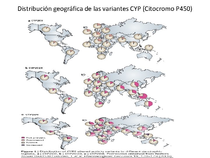 Distribución geográfica de las variantes CYP (Citocromo P 450) Distribución geográfica de las variantes CYP (Citocromo P 450)