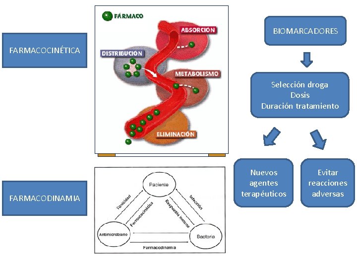 BIOMARCADORES FARMACOCINÉTICA Selección droga Dosis Duración tratamiento FARMACODINAMIA Nuevos agentes terapéuticos Evitar reacciones adversas BIOMARCADORES FARMACOCINÉTICA Selección droga Dosis Duración tratamiento FARMACODINAMIA Nuevos agentes terapéuticos Evitar reacciones adversas