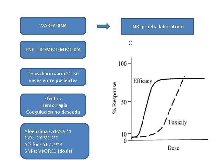 WARFARINA ENF. TROMBOEMBOLICA Dosis diaria varia 20 -30 veces entre pacientes Efectos: Hemorragia Coagulación WARFARINA ENF. TROMBOEMBOLICA Dosis diaria varia 20 -30 veces entre pacientes Efectos: Hemorragia Coagulación