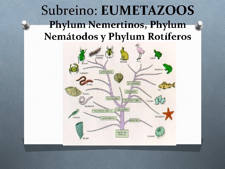 Subreino: EUMETAZOOS Phylum Nemertinos, Phylum Nemátodos y Phylum Rotíferos 