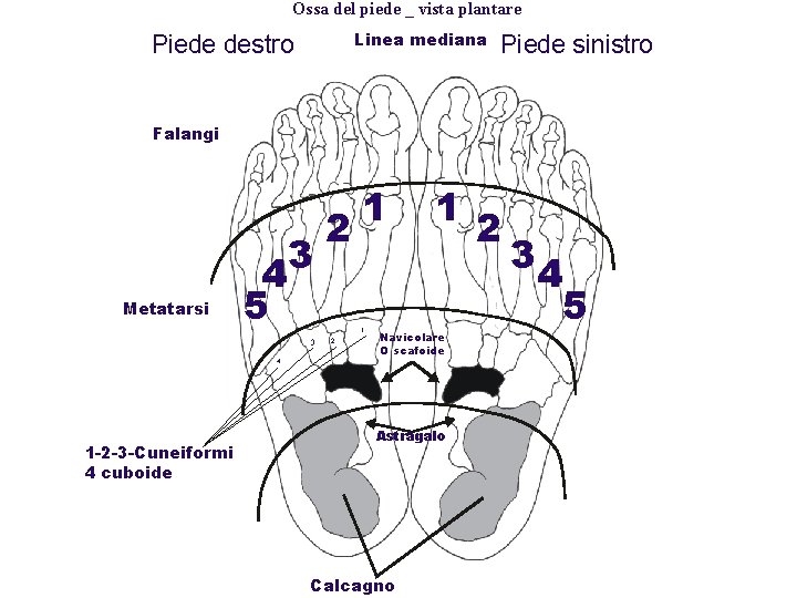 Ossa del piede _ vista plantare Linea mediana Piede destro Piede sinistro Falangi Metatarsi Ossa del piede _ vista plantare Linea mediana Piede destro Piede sinistro Falangi Metatarsi