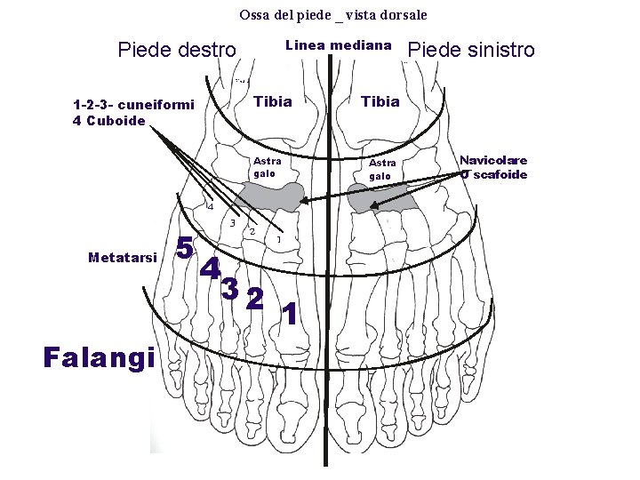 Ossa del piede _ vista dorsale Linea mediana Piede destro Piede sinistro Fibula Tibia Ossa del piede _ vista dorsale Linea mediana Piede destro Piede sinistro Fibula Tibia