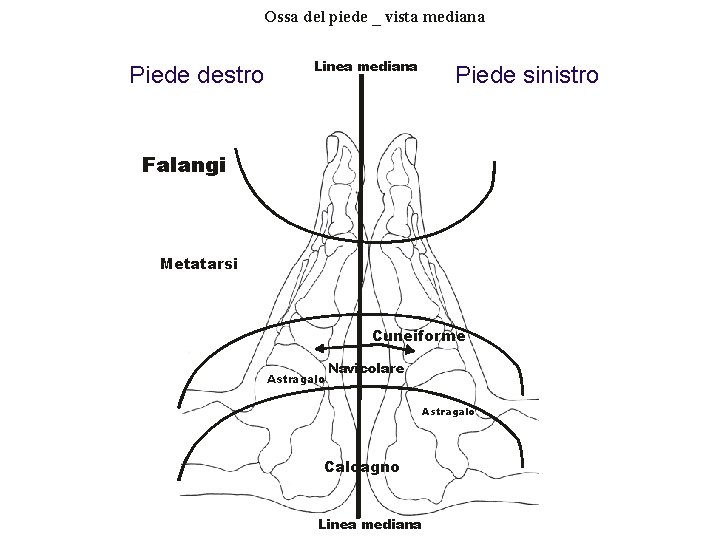 Ossa del piede _ vista mediana Piede destro Linea mediana Piede sinistro Falangi Metatarsi Ossa del piede _ vista mediana Piede destro Linea mediana Piede sinistro Falangi Metatarsi
