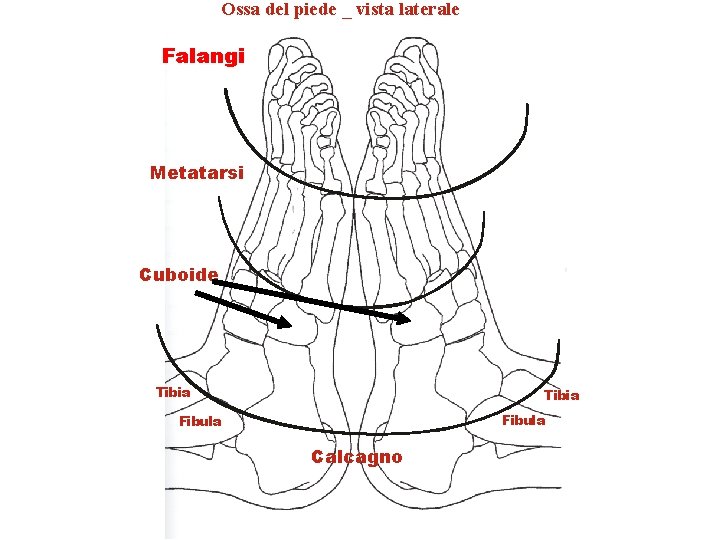 Ossa del piede _ vista laterale Falangi Metatarsi Cuboide Tibia Fibula Calcagno Ossa del piede _ vista laterale Falangi Metatarsi Cuboide Tibia Fibula Calcagno