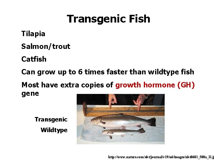 Transgenic Fish Tilapia Salmon/trout Catfish Can grow up to 6 times faster than wildtype