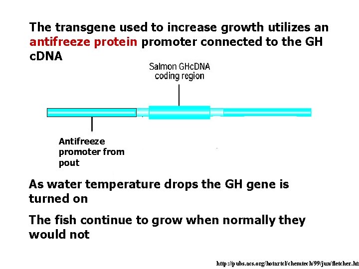 The transgene used to increase growth utilizes an antifreeze protein promoter connected to the