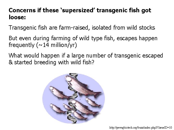 Concerns if these ‘supersized’ transgenic fish got loose: Transgenic fish are farm-raised, isolated from