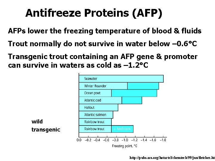 Antifreeze Proteins (AFP) AFPs lower the freezing temperature of blood & fluids Trout normally