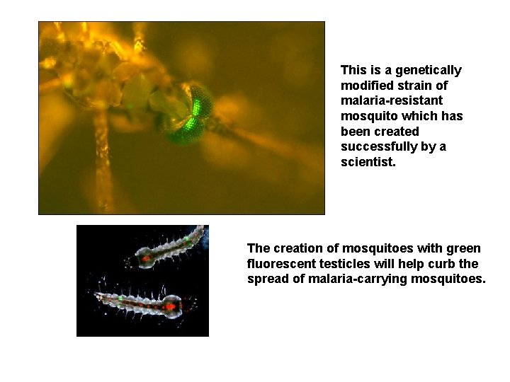 This is a genetically modified strain of malaria-resistant mosquito which has been created successfully