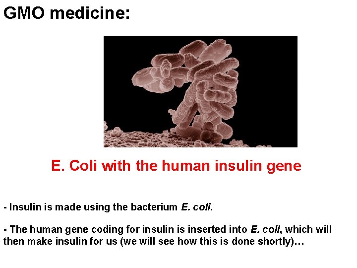 GMO medicine: E. Coli with the human insulin gene - Insulin is made using