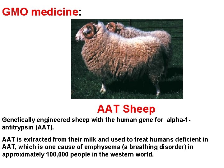 GMO medicine: AAT Sheep Genetically engineered sheep with the human gene for alpha-1 antitrypsin