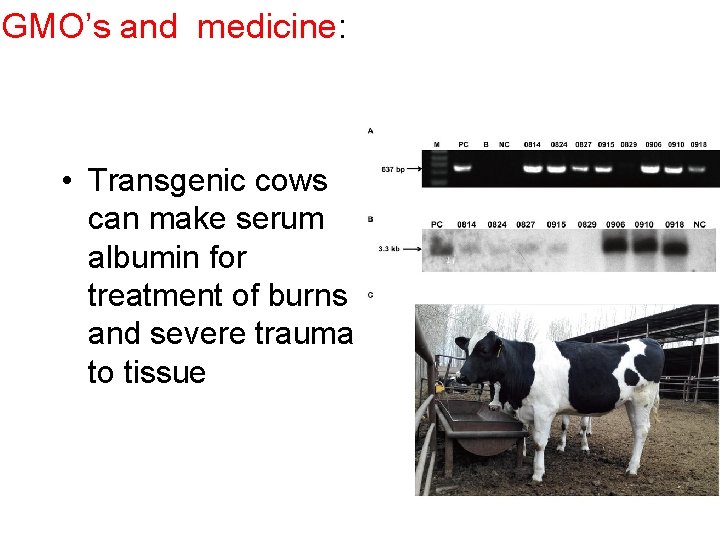 GMO’s and medicine: • Transgenic cows can make serum albumin for treatment of burns