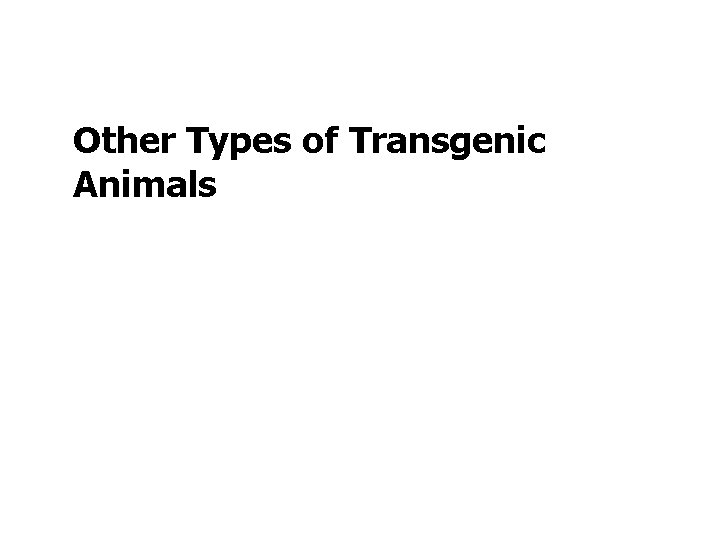 Other Types of Transgenic Animals 