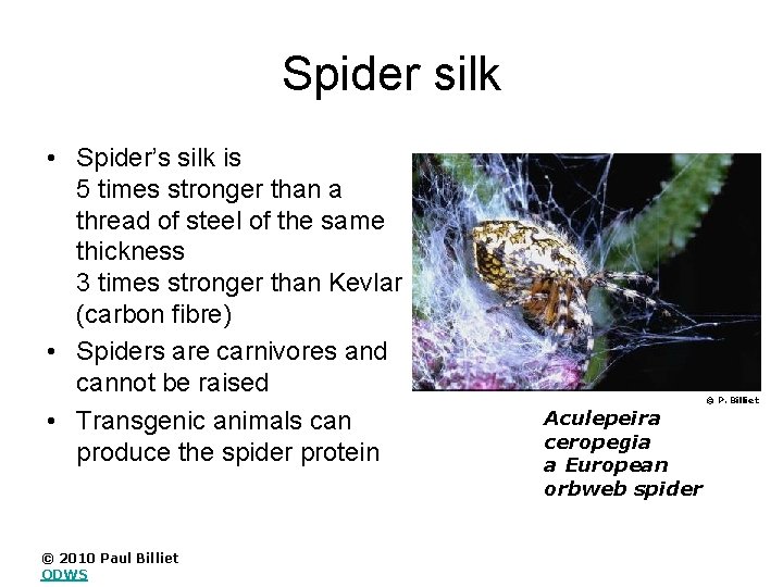 Spider silk • Spider’s silk is 5 times stronger than a thread of steel