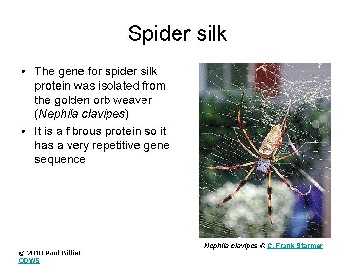 Spider silk • The gene for spider silk protein was isolated from the golden