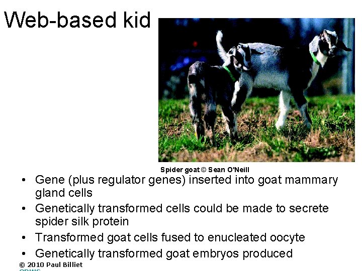 Web-based kid Spider goat © Sean O'Neill • Gene (plus regulator genes) inserted into
