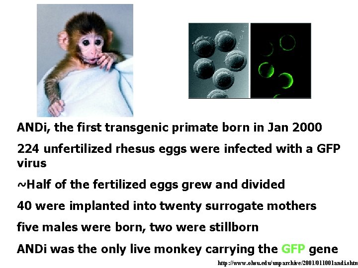  ANDi, the first transgenic primate born in Jan 2000 224 unfertilized rhesus eggs