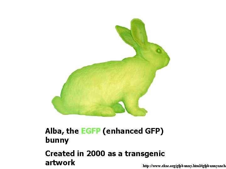 Alba, the EGFP (enhanced GFP) bunny Created in 2000 as a transgenic artwork http: