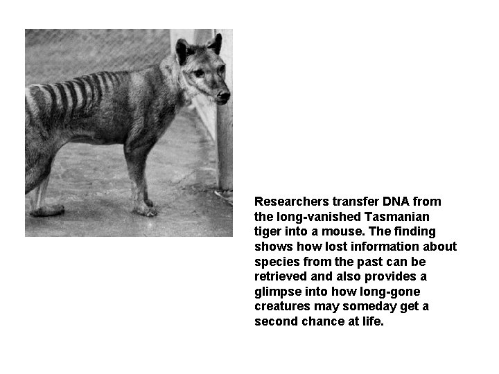Researchers transfer DNA from the long-vanished Tasmanian tiger into a mouse. The finding shows
