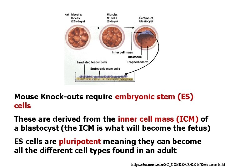 Mouse Knock-outs require embryonic stem (ES) cells These are derived from the inner cell