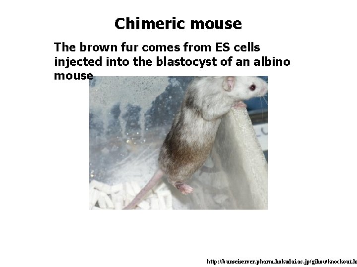 Chimeric mouse The brown fur comes from ES cells injected into the blastocyst of