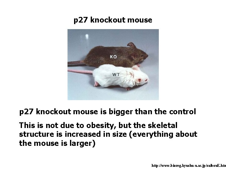 p 27 knockout mouse is bigger than the control This is not due to