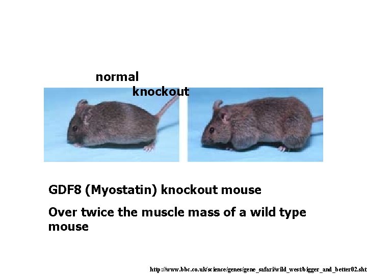 normal knockout GDF 8 (Myostatin) knockout mouse Over twice the muscle mass of a