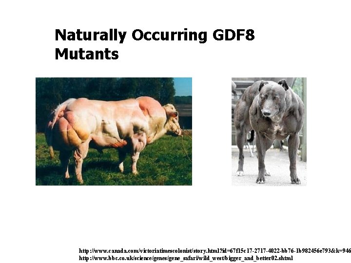 Naturally Occurring GDF 8 Mutants http: //www. canada. com/victoriatimescolonist/story. html? id=67 f 15 c