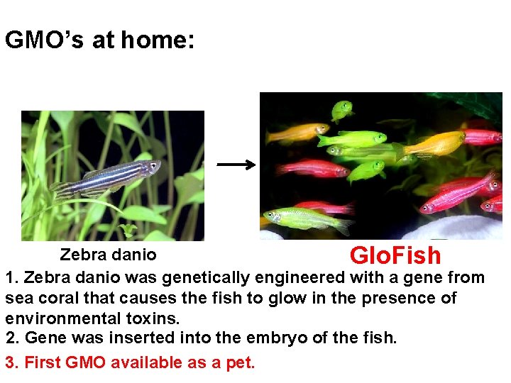 GMO’s at home: Zebra danio Glo. Fish 1. Zebra danio was genetically engineered with