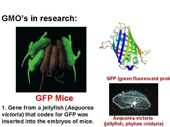 GMO’s in research: GFP (green fluorescent prote GFP Mice 1. Gene from a jellyfish