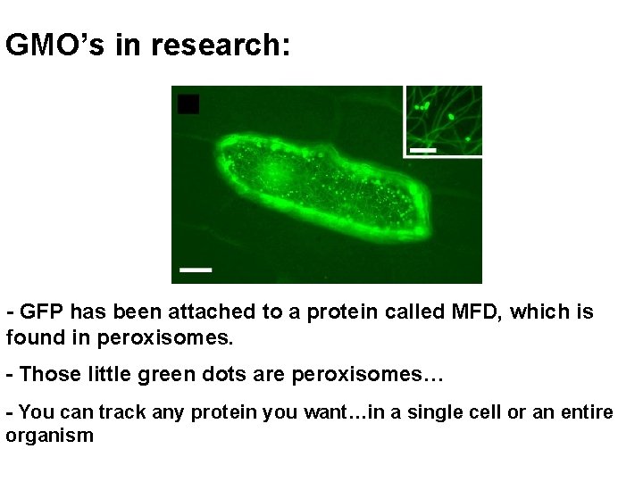 GMO’s in research: - GFP has been attached to a protein called MFD, which