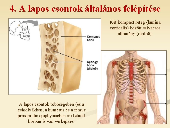 4. A lapos csontok általános felépítése Két kompakt réteg (lamina corticalis) között szivacsos állomány