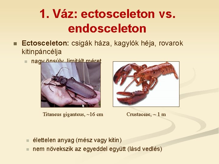 1. Váz: ectosceleton vs. endosceleton n Ectosceleton: csigák háza, kagylók héja, rovarok kitinpáncélja n