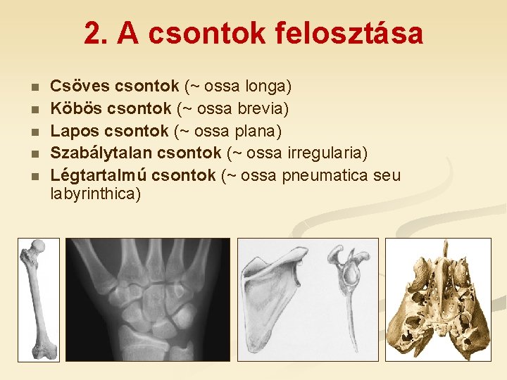 2. A csontok felosztása n n n Csöves csontok (~ ossa longa) Köbös csontok