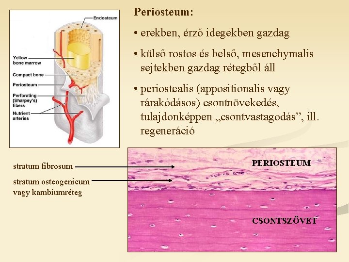 Periosteum: • erekben, érző idegekben gazdag • külső rostos és belső, mesenchymalis sejtekben gazdag