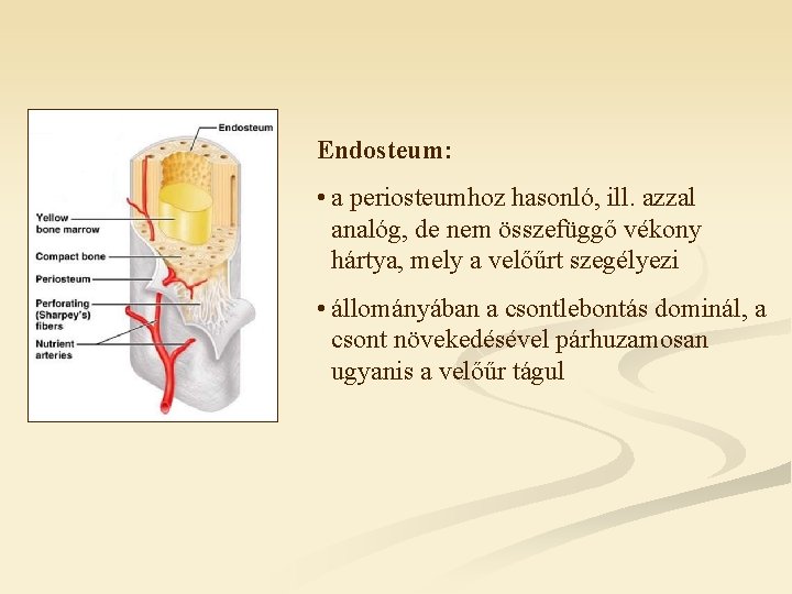 Endosteum: • a periosteumhoz hasonló, ill. azzal analóg, de nem összefüggő vékony hártya, mely