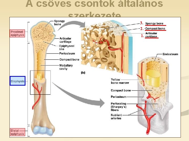 A csöves csontok általános szerkezete 3. 2. 1. 